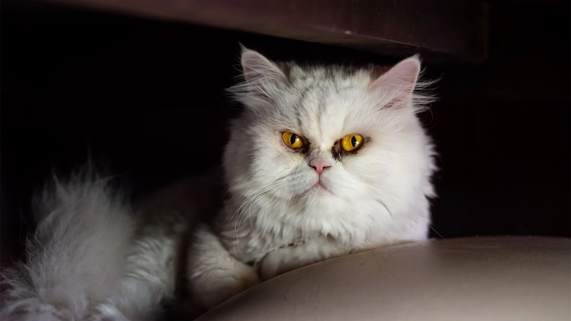 特色篮球夏令营让孩子们在运动中成长，收获友谊与健康，篮球夏令营活动方案