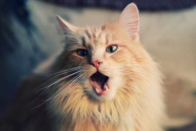 三队联赛排名竞争激烈,三队争夺冠亚季赛程安排