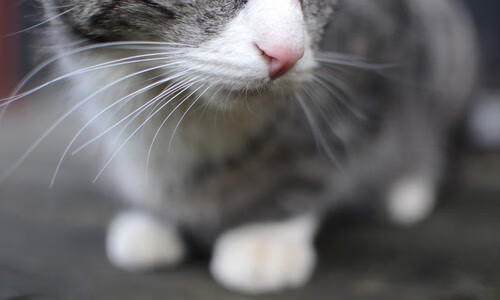 保利斯塔主场战绩稳健，保利斯塔嘉宝果介绍