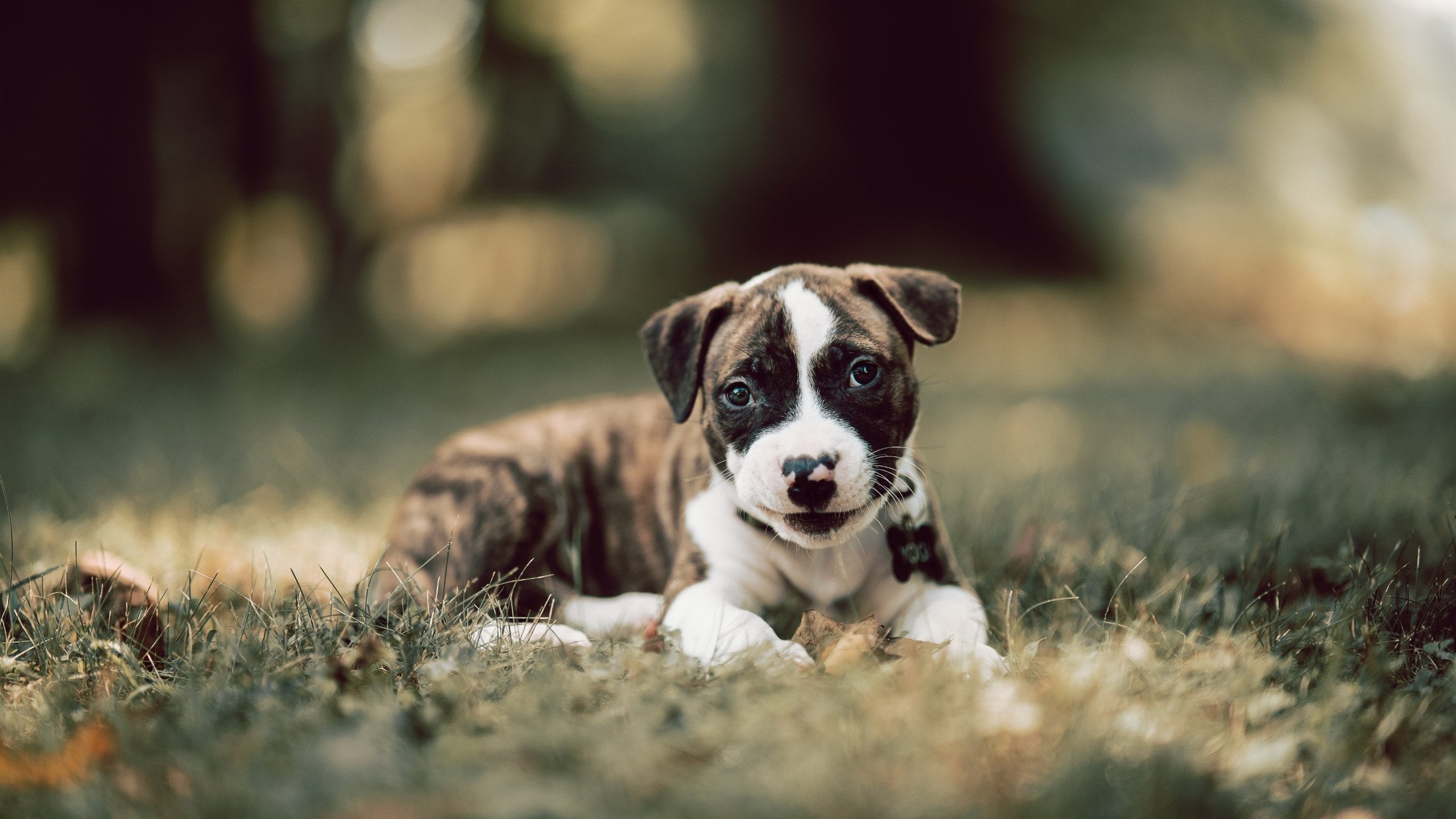 九游体育官网-摩纳哥连胜稳固竞争对手，实力逐渐提升，摩纳哥_