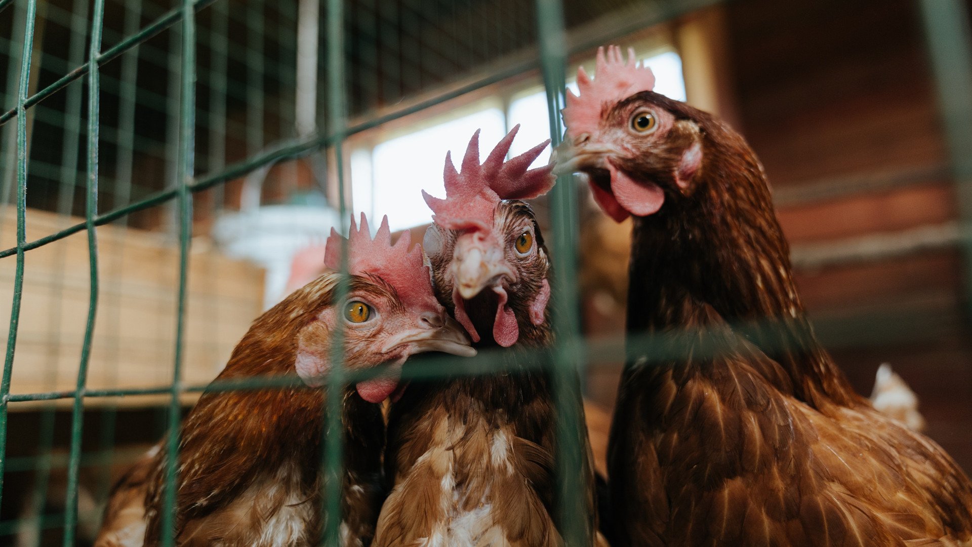 世俱杯：最有人气的球队粉丝团分析，世俱杯参赛队伍2021