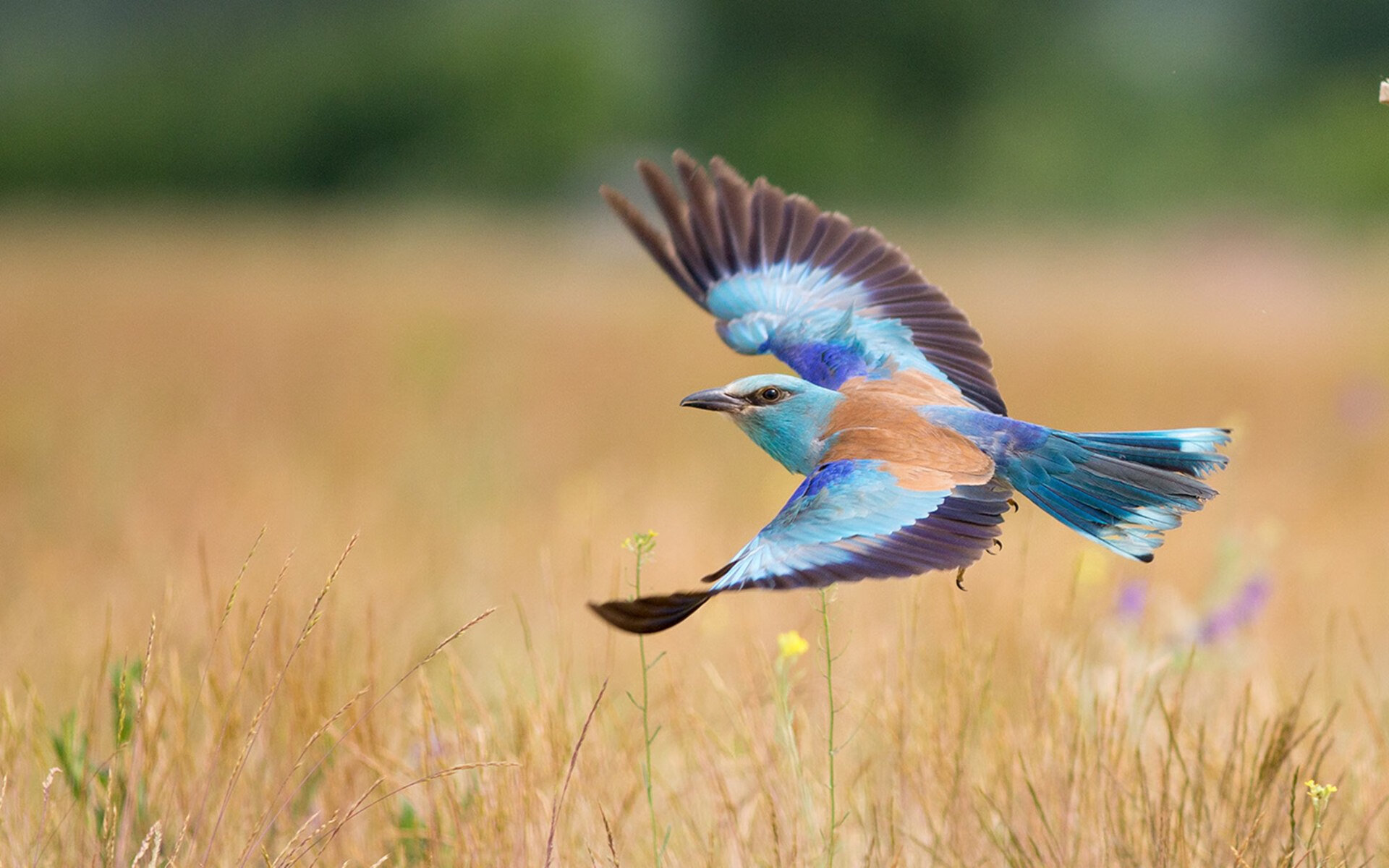 俱乐部未建立球员退出职业通道机制,俱乐部球员跳槽