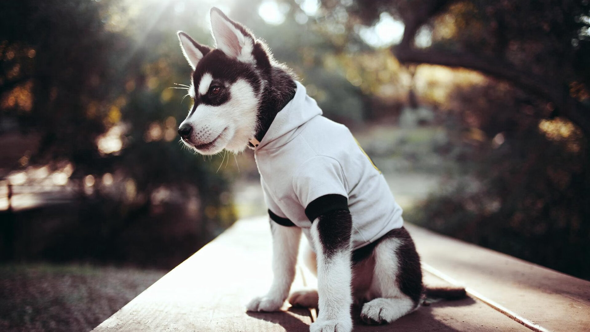 图卢兹高位压迫构建稳固防线结构,图卢兹地理位置